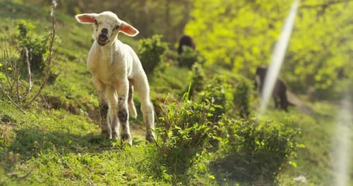 On the farm, a small beautiful white lamb in the nature, on the background of grass and trees, the