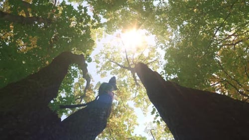 la lumière du soleil pénètre parmi les arbres ombragés