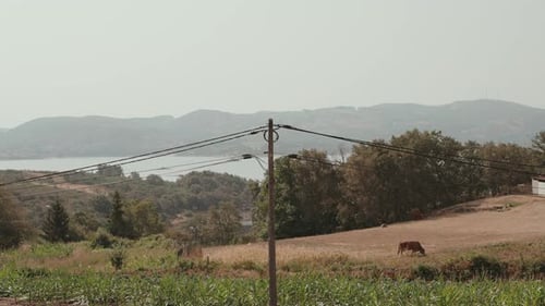 cow grazing in countryside field with hills and lake in background