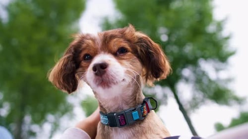 small funny cute dog with owner on a walk in the park girl pet outdoors happy friendship on girl