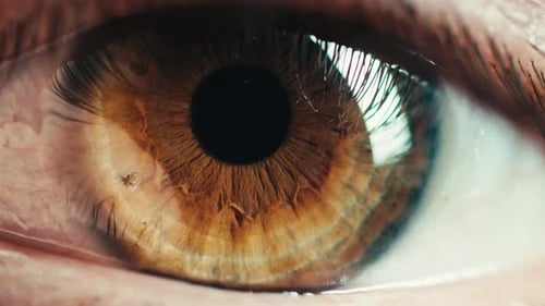 Stunning Brown Eye Macro Shot