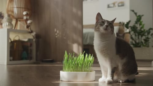 Curious Cat with Indoor Grass
