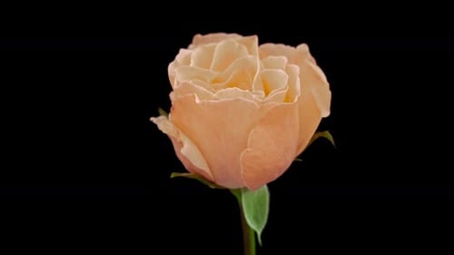 Single Beautiful Peach Rose Blooming Close Up