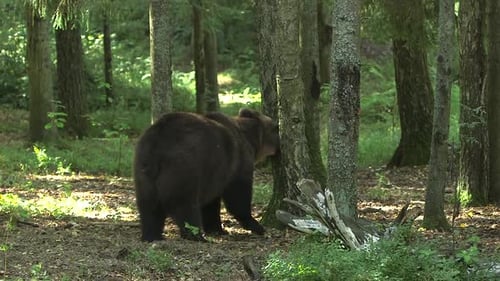 Brown Bear Walking Through a Forest Clearing