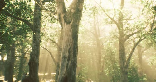 Sunlight Filtering Through Trees in a Serene Forest During a Peaceful Morning