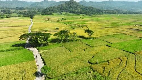 Aerial View of Rice Fields Ready to Harvest in Geblek Menoreh, Indonesia
