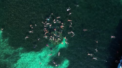 Aerial view of people snorkelling in shark bay on Ko Tao island, Thailand.