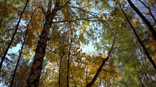 Autumn Yellow Forest with Falling Leaves From Trees