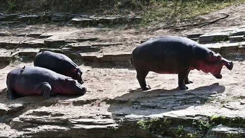 Family of wild hippos basks in the sun