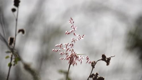pink spike of a plant with gray sky
