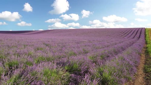 Lavender Field Landscape on a Sunny Day
