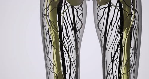 The Visual Showcases an Intricate Depiction of Blood Vessels in Human Legs