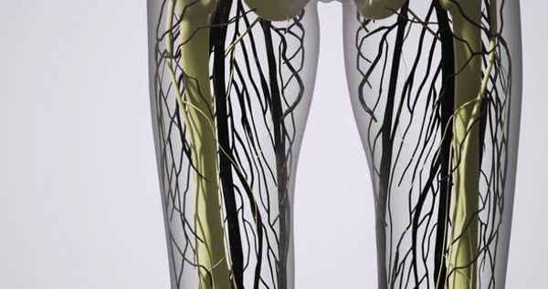 The Visual Showcases an Intricate Depiction of Blood Vessels in Human ...