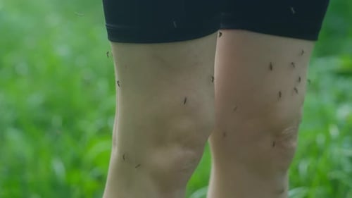 Mosquitoes Clinging to Legs Outdoors in Nature