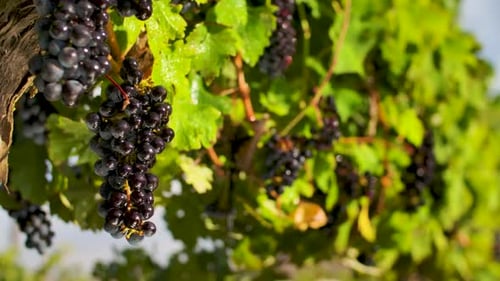 Bunches Of Wine Grapes Hanging On Vines At The Vineyard On A Sunny Day. selective focus