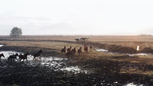 Beautiful View At Sunrise With Wild Horses In Kayseri, Turkey - aerial drone shot