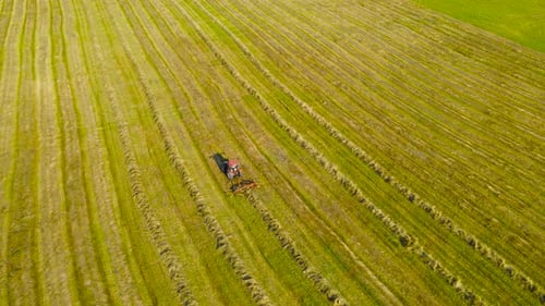 Aerial view of a red tractor collecting silage hay in a pile behind it during sunny summer day, farm