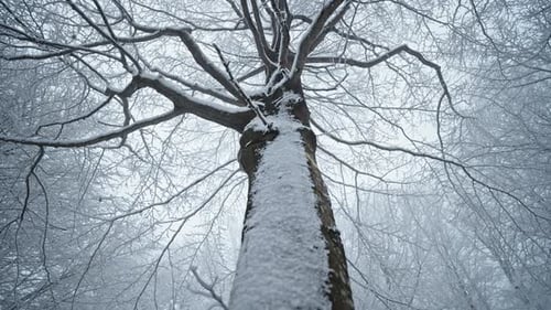 Snow-covered tree from below, showcasing serene winter in a quiet forest