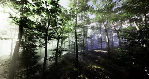 Mysterious Forest Illuminated By Soft Sunlight During Early Morning Hours