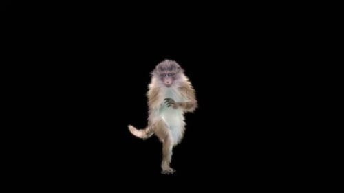 30 Monkey Dance HD