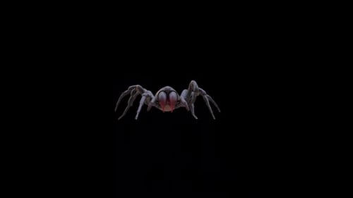 Vorderansicht der Spinne