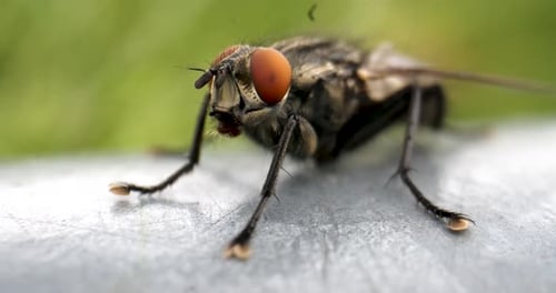 Detailed Close-Up of Fly on a Metallic Surface