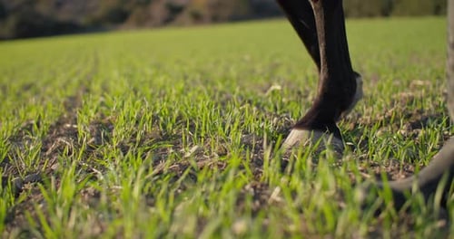 Closeup of Horse Hooves Standing on Green Grass in a Field