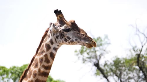 Seitliche Nahaufnahme eines Giraffengesichts, wie sie die Blätter frisst, die sie zuvor in der Mara-Ebene in Ke verzehrt hat