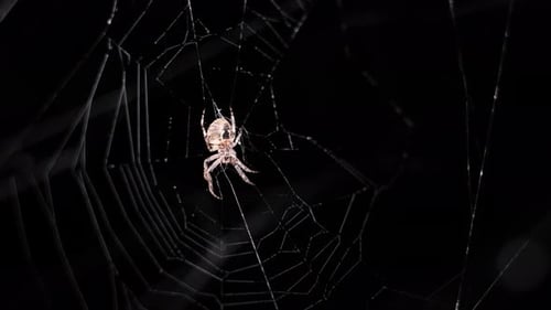 Une grande araignée chasse la nuit assise sur une toile