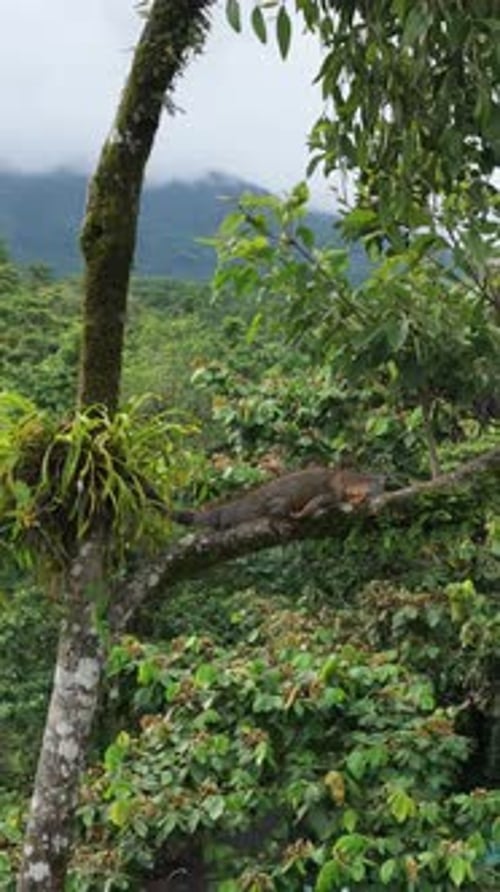 Iguane vert posé sur une branche d'arbre au Costa Rica Vertical
