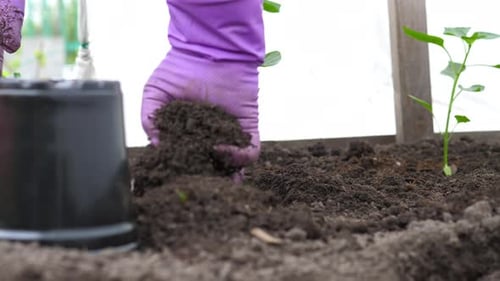 Gloved Hand Planting Seedling in Fertile Soil