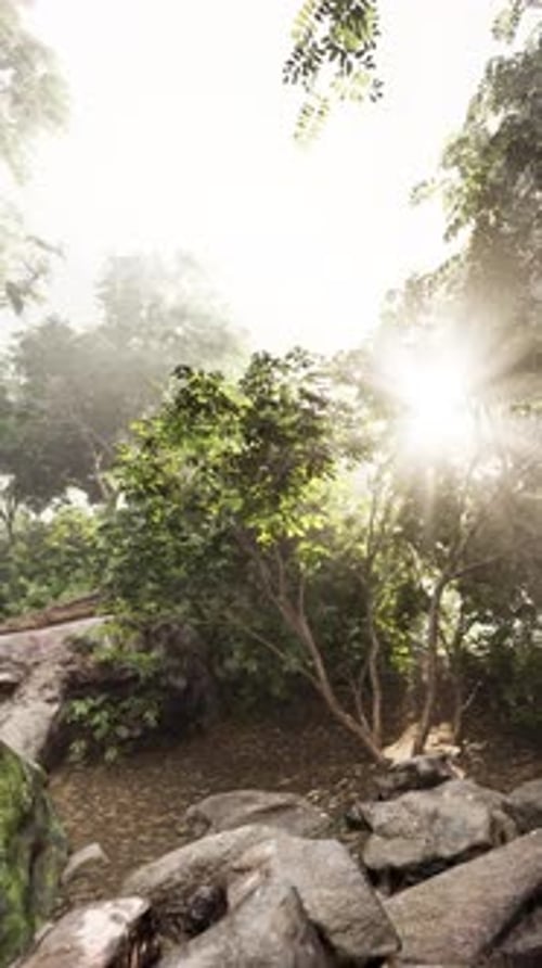 Enchanting Forest Light Rays Through Trees
