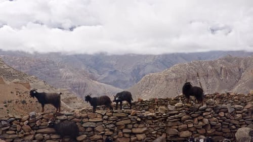 Black Goats On A Pile Of Stones Against Barren Mountain Ranges