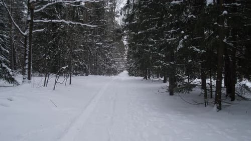 Serene Winter Trail Peaceful Snowcovered Route With Skiing Lines And Quiet Surroundings Tranquil