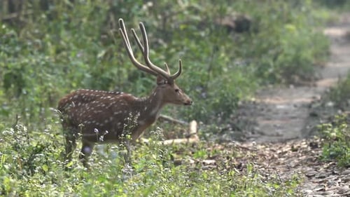 Ein Fleckenhirsch, der im dichten Dschungel des Chitwan-Nationalparks in Nepal auf seine Umgebung aufmerksam macht.