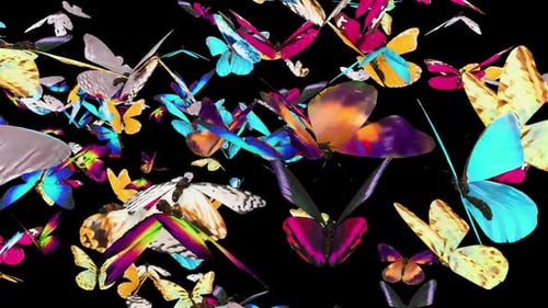 02 Schmetterling Cam5 HD