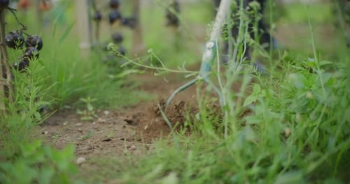 Close Up of Hoe Weeding