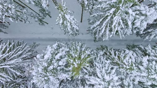 A road leading through a snowy forest. Bird's-eye view of snow-covered treetops in the December cold