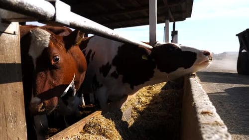 Curious Cows Looking Into Camera on Dairy Farm Wellgroomed Kines Eating Hay at Milk Factory Cattle