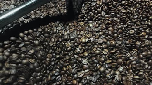 Coffee Beans Stirred in Commercial Roasting Machine