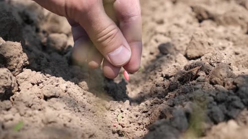 Hand Planting Seeds in Soil Close Up