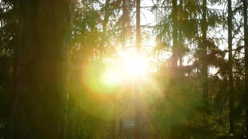 Vue panoramique de la lumière du soleil à travers les arbres. Journée. Ralenti