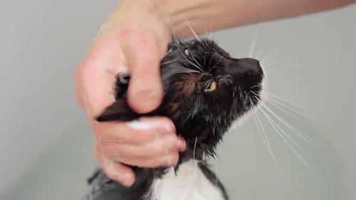 Close-up of Cat Getting Soapy Bath