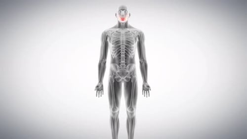 Human mandible bone rotating in a medical 3d anatomy animation
