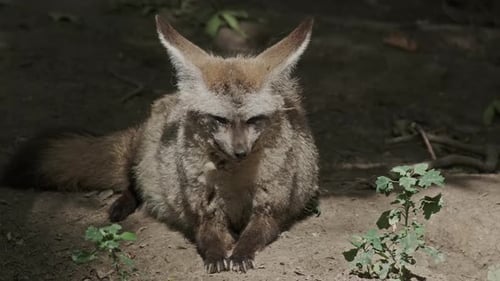 Bat Eared Fox Animal