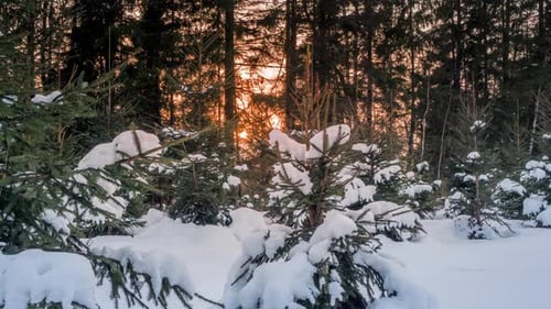 Zeitraffer des Sonnenuntergangs in einem Pinienwinterwald.