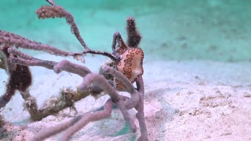 Caracol de mar bajo el agua en el mar Caribe