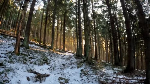 Winter Walk on a Snowy Forest Path with Sun Shining Through Tall Coniferous Trees in Morning