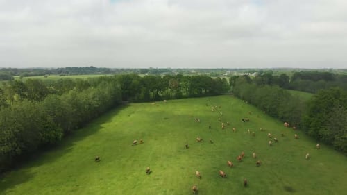 Aerial view of meadow with grazing dairy cattle in summer, Netherlands