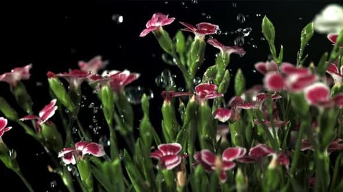 Falling Drops of Water on Red Flowers Filmed is Slow Motion 1000 Fps